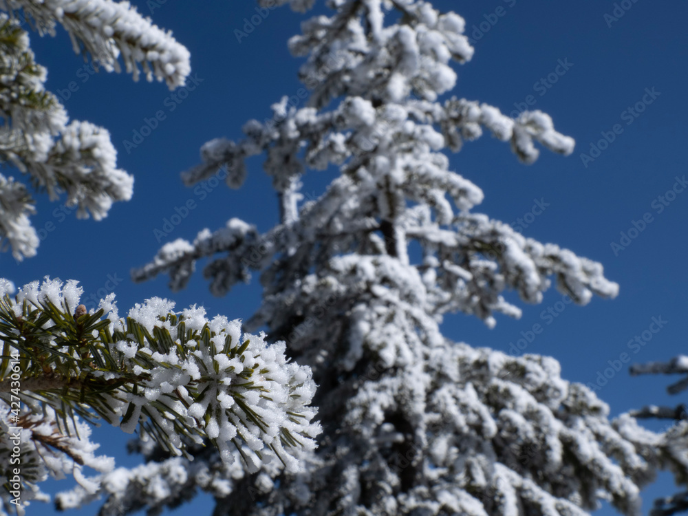 snow covered branches snow covered branches