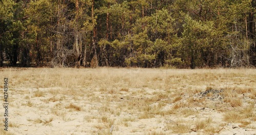 beautiful pine forest moving in the breeze in summer