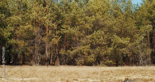 beautiful pine forest moving in the breeze in summer