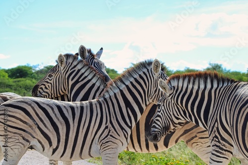 Zebras in Etosha National Park in Namibia