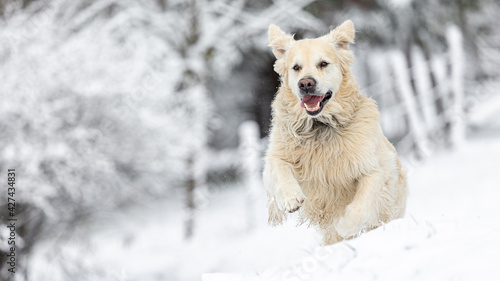 golden retriver in the snow