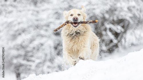golden retriver in the snow