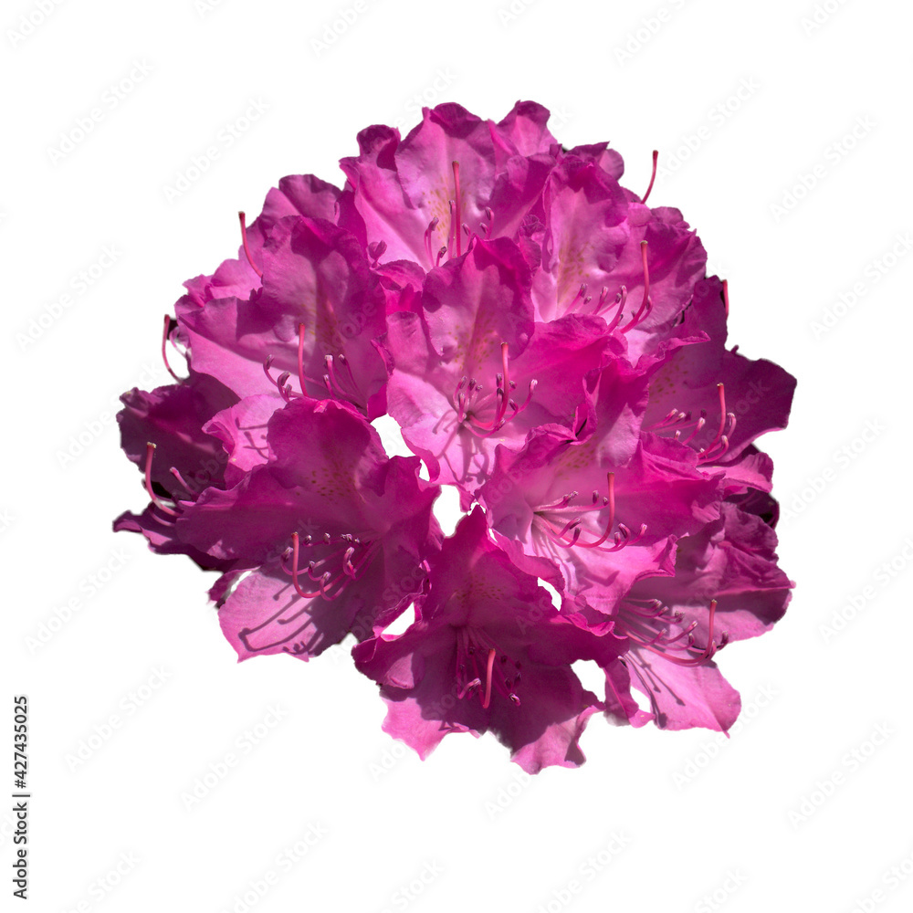 Inflorescence of dark pink rhododendron, paeonie officinalis, isolated against white background Inflorescence of dark pink rhododendron, paeonie officinalis, isolated against white background