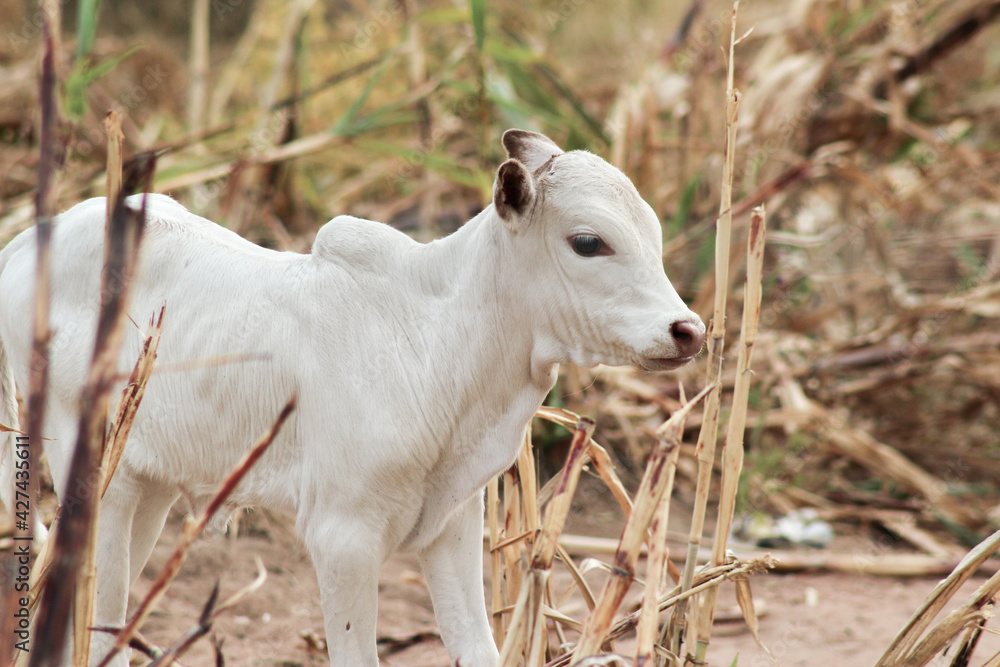 Obraz premium Kuhherde