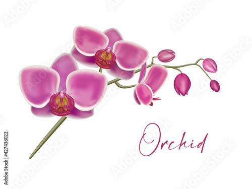 Purple orchid. Orchid flowers set on the white, vector illustration. Realistic Detailed 3d Flower Orchid.