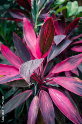 Bright pink leaves