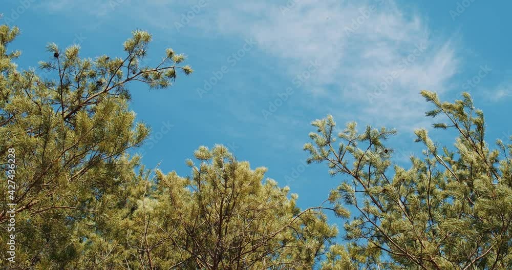 beautiful spring pine forest against the blue sky beautiful spring pine forest against the blue sky