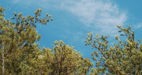 beautiful spring pine forest against the blue sky 