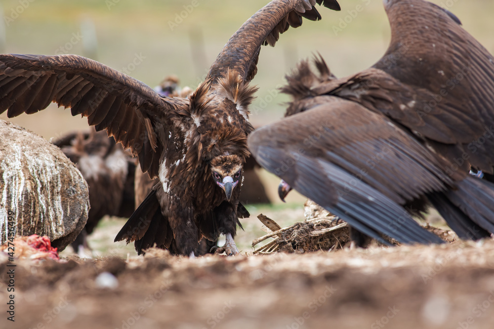 Cinereous Vulture, (Aegypius monachus) in its natural habitat. Wildlife. Cinereous Vulture, (Aegypius monachus) in its natural habitat. Wildlife.