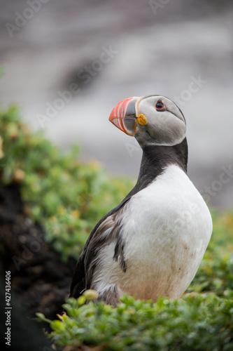 Proud Puffin © Etienne