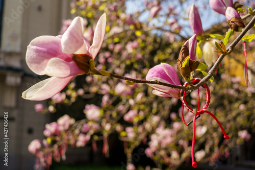 Martenitza on a tree, Bulgarian springtime tradition photo