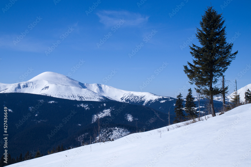 Carpathians, Montenegrin ridge in the snow Carpathians, Montenegrin ridge in the snow