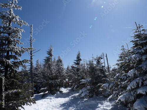 snow covered trees