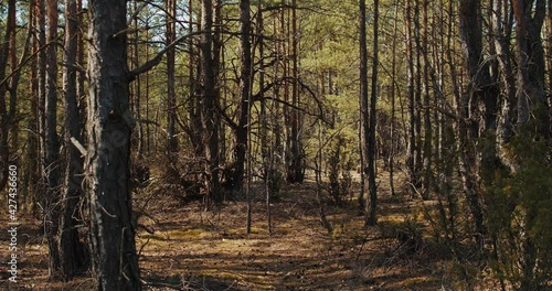 beautiful pine forest moving in the breeze in summer