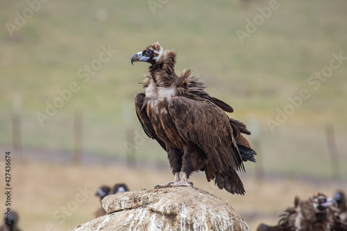 Cinereous Vulture   Aegypius monachus  in its natural habitat. Wildlife.