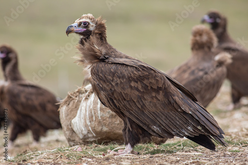 Cinereous Vulture   Aegypius monachus  in its natural habitat. Wildlife.