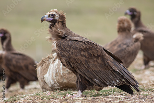 Cinereous Vulture   Aegypius monachus  in its natural habitat. Wildlife.