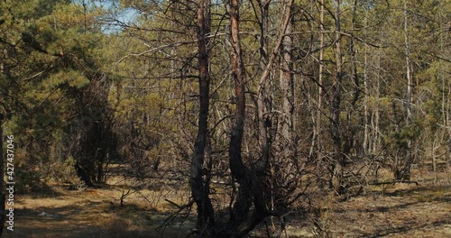 beautiful pine forest moving in the breeze in summer