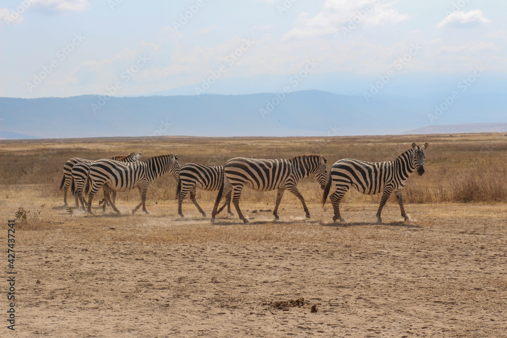 Obraz premium Ngorongoro Krater