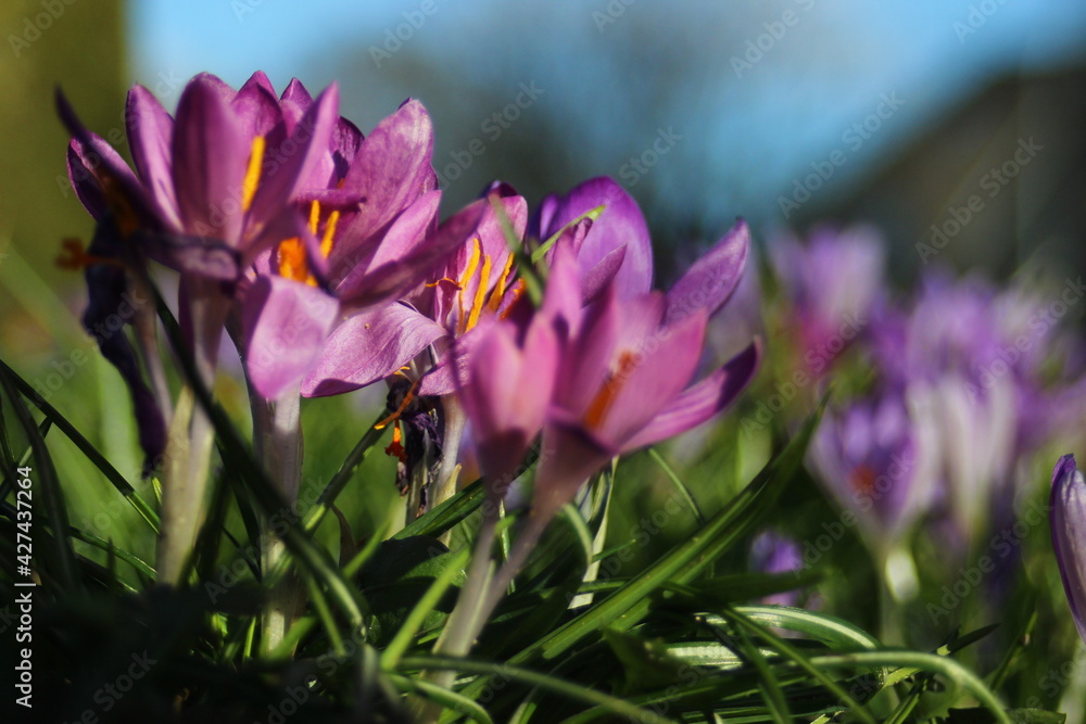 spring crocus flowers spring crocus flowers