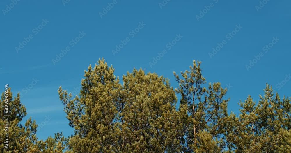 beautiful spring pine forest against the blue sky beautiful spring pine forest against the blue sky