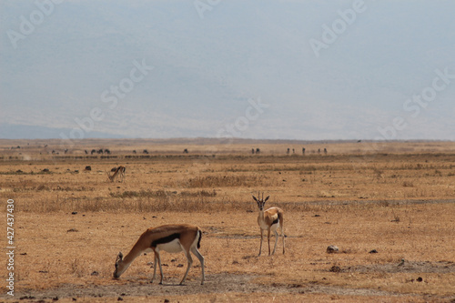 Ngorongoro Krater