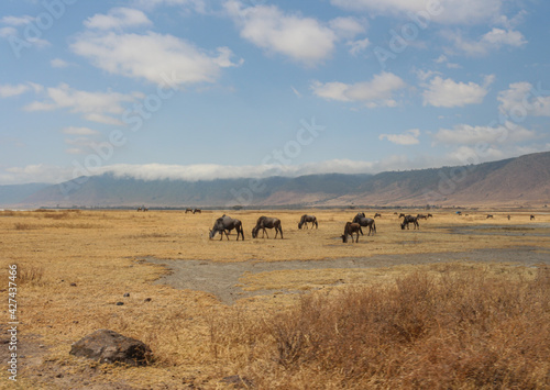 Ngorongoro Krater