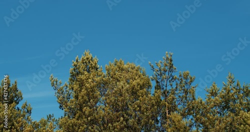 beautiful spring pine forest against the blue sky 