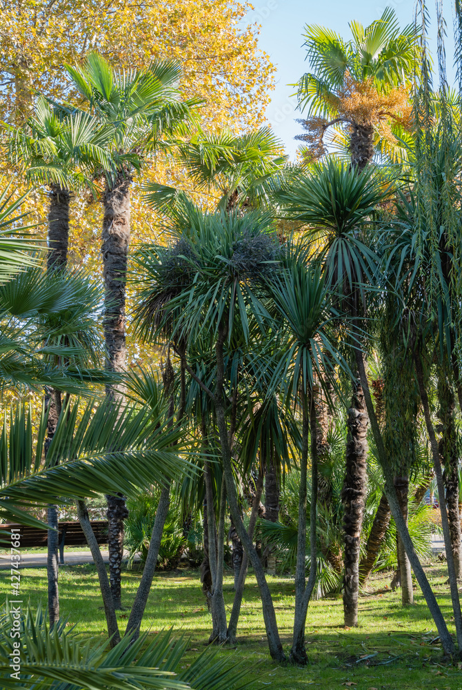 Cordyline australis, commonly known as cabbage tree or cabbage tree in landscape park. City