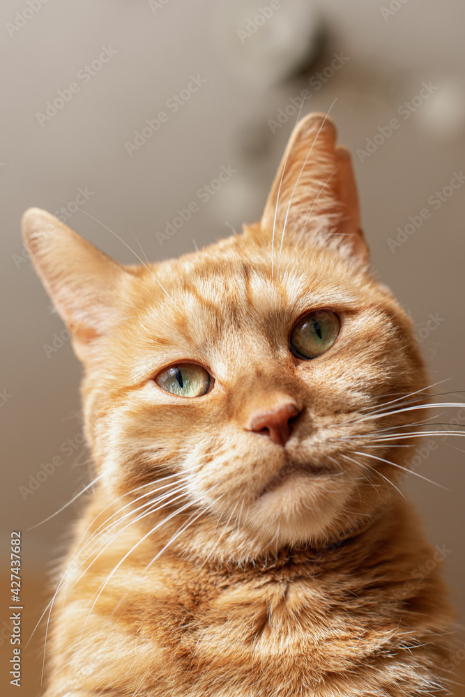 ginger cat looks from above with a questioning look ginger cat looks from above with a questioning look