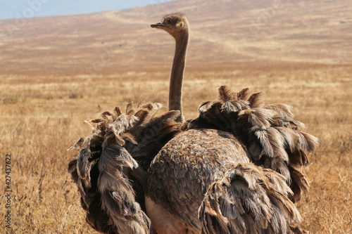 Ngorongoro Krater photo