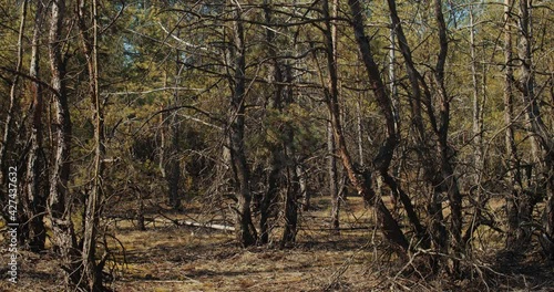 beautiful pine forest moving in the breeze in summer