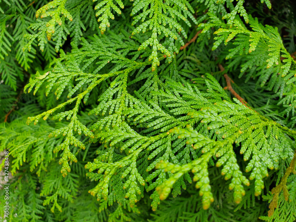 christmas branches christmas branches