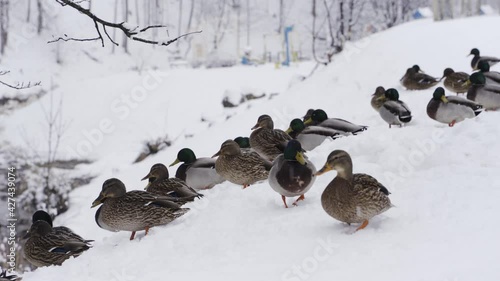 Flock of Mallards Sit in Snow on Ground in Park, Cold Winter Day with Falling Snow