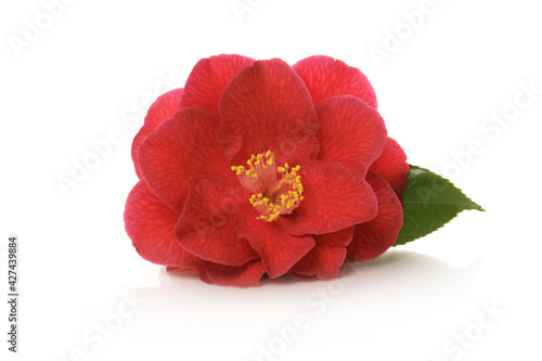 red flower of camellia on a white background
