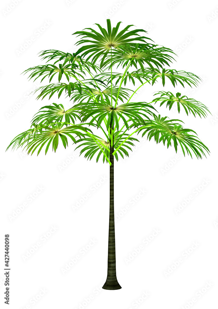 Obraz premium 3D Rendering Palm Tree on White