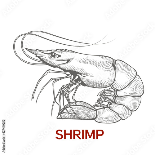 Large shrimp sketch, hand drawn prawn in engraved graphic style for fish menu restaurants and for packaging, vector