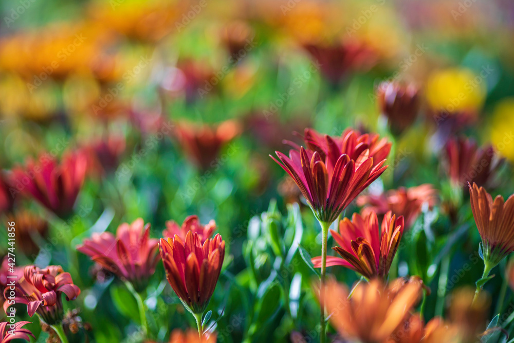 Selective focus. Multicolored african daisy flowers Selective focus. Multicolored african daisy flowers