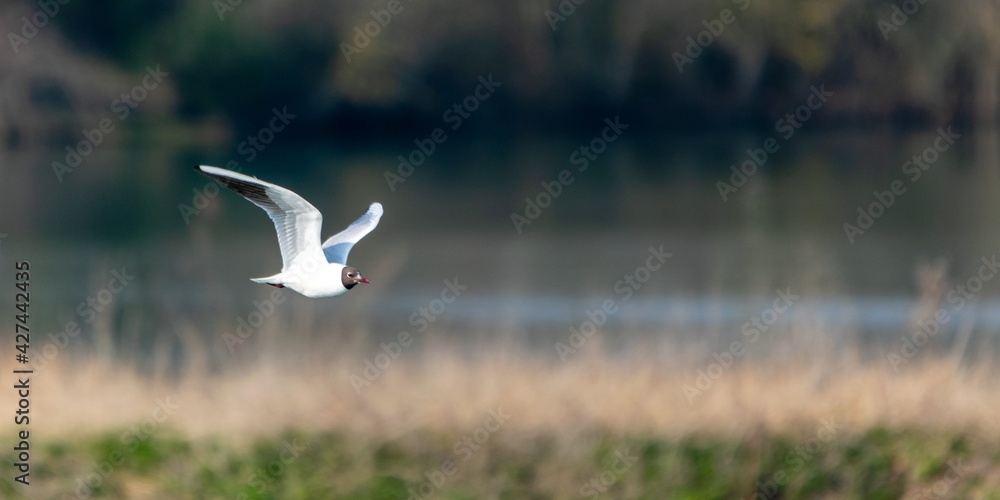 Flight of Black-headed Gull on a lake Flight of Black-headed Gull on a lake