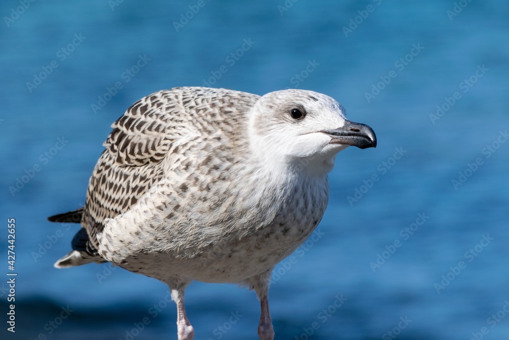Portrait of young european herring gull on a beach Portrait of young european herring gull on a beach