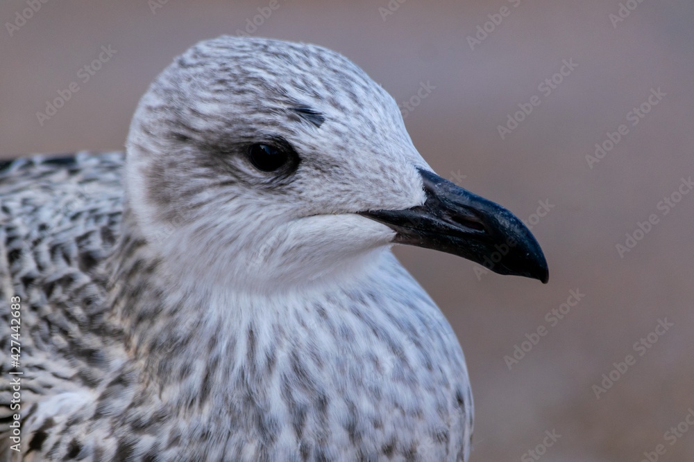 Portrait of young european herring gull on a beach Portrait of young european herring gull on a beach
