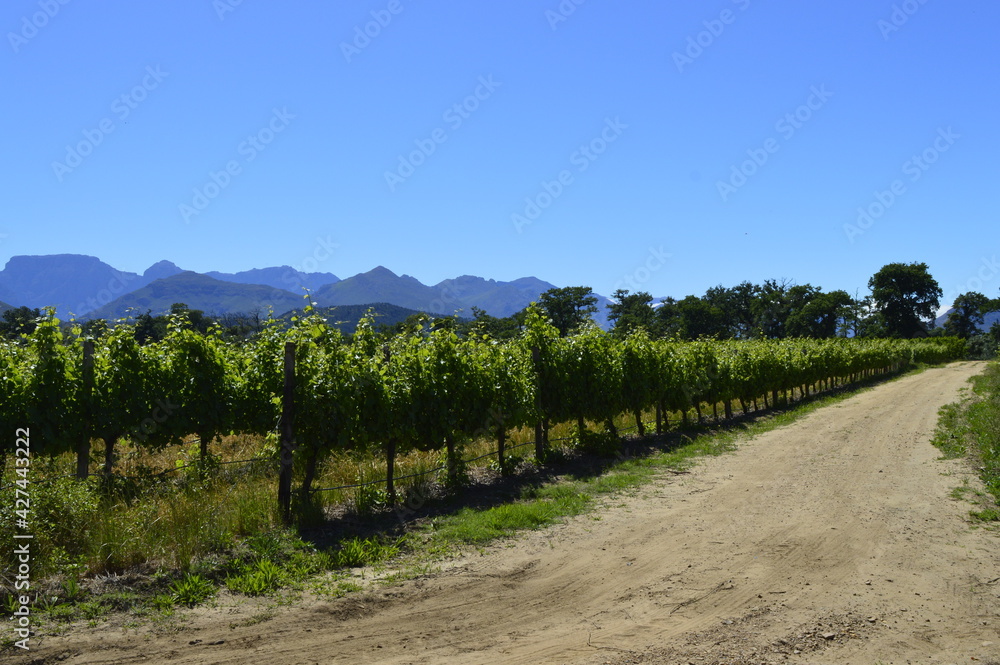 Naklejka premium Way of vineyards