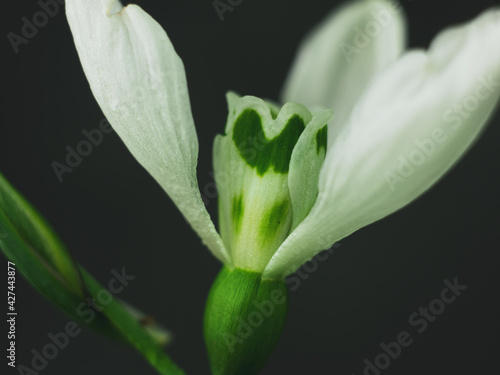Beautiful white Snowdrop or Galanthus flower macro black background. Dark moody floral wallpaper. Blooming drops of dew flowering plants. Spring holiday greeting card. Mothers day