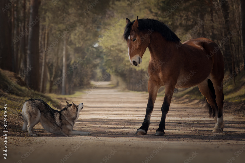 Bay horse playing with a dog