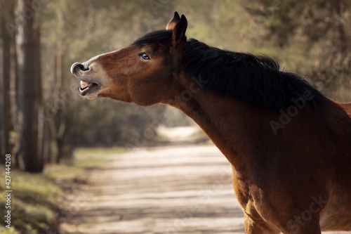 Portrait of bay smiling horse