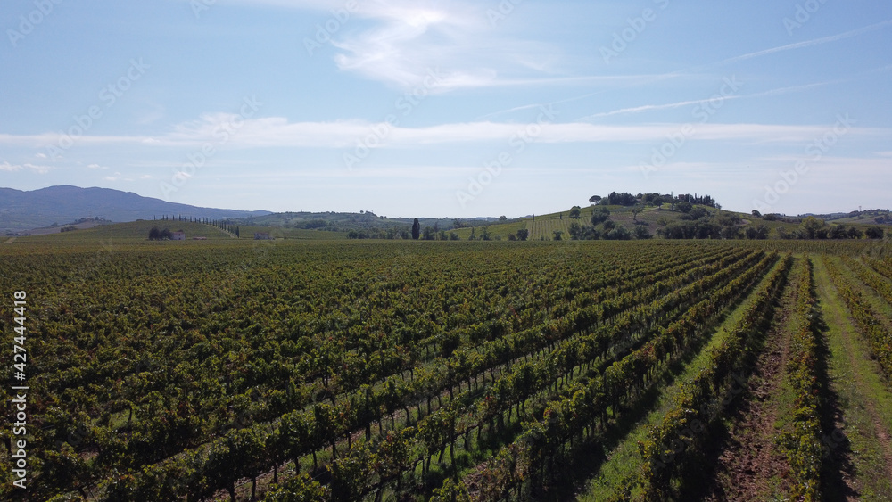 vineyards in beautiful tuscany, italian wine from grapes in sunny location