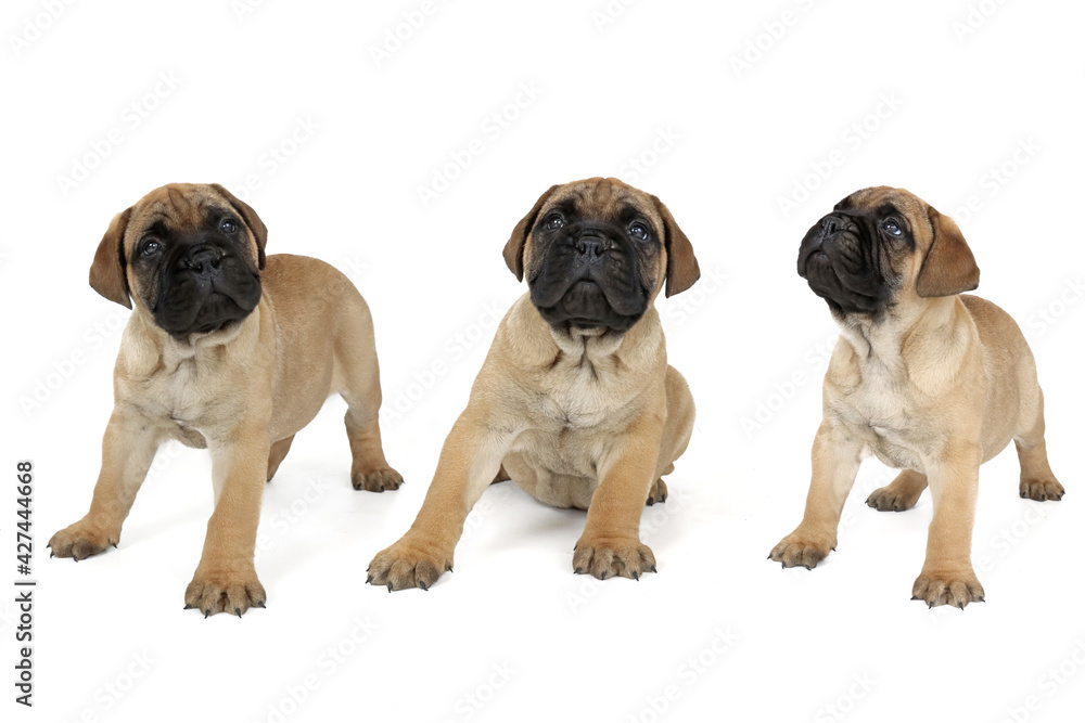 group of puppies. bullmastiff