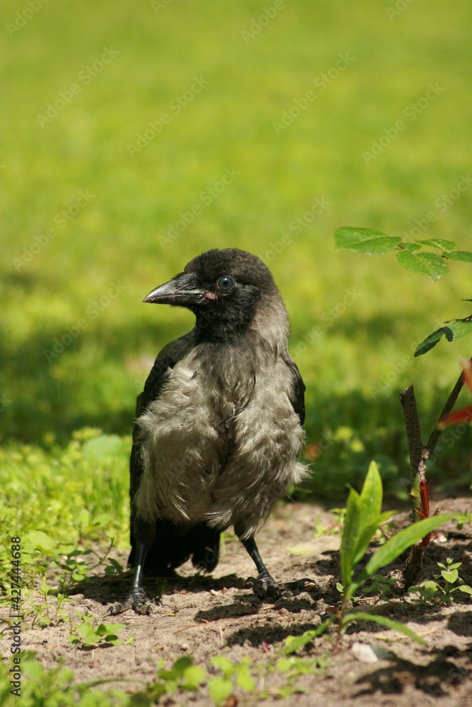 Obraz premium crow on the grass