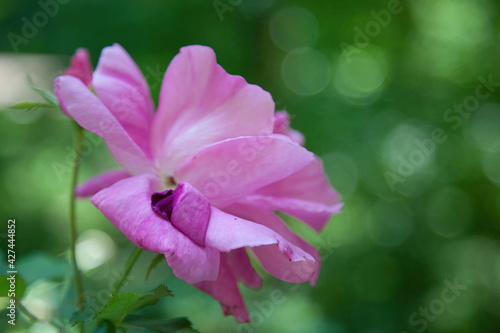 Pink Rose growing in a garden