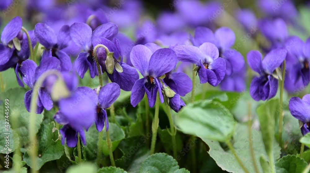 Viola odorata - viola backround